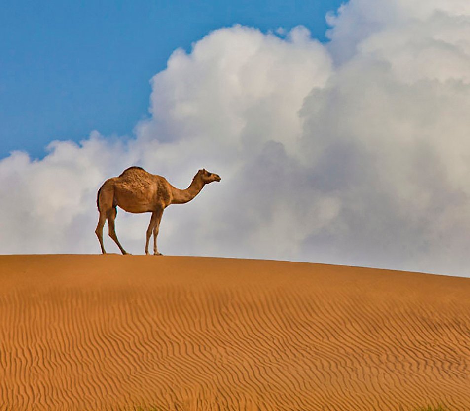 شمال الشرقية